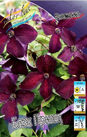 Clematis Black Prince 558.  5 .jpg