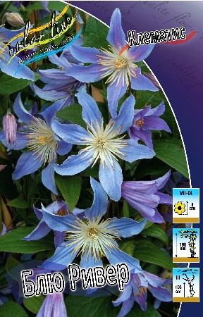 Clematis Blue River 952,7.  5 .jpg