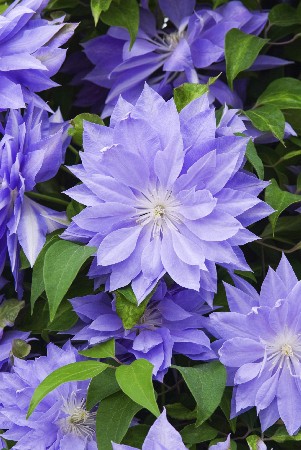 Clematis Dannys Double 1 NEW 332,8 .  3 .jpg