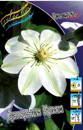 Clematis Guernsey Cream 497,3 .  5 .jpg