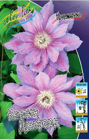 Clematis Kathleen Dunford 547,10 .  5 .jpg