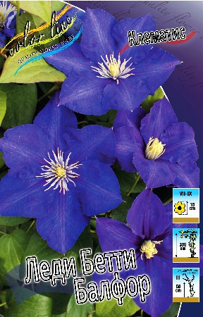 Clematis Lady Betty Balfour 547,10 .  5 .jpg