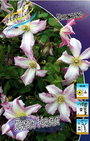 Clematis Little Nell 547,10 .  5 .jpg