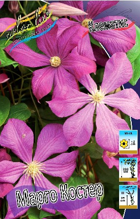 Clematis Margot Koster 547,10 .  5 .jpg