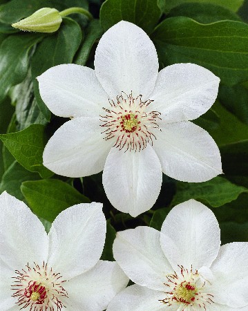 Clematis Miss Bateman 462 .  5 .jpg