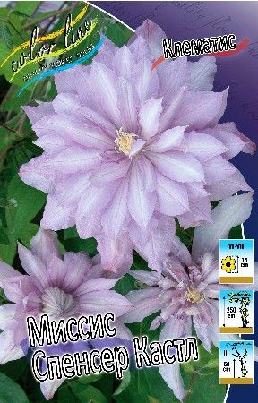 Clematis Mrs Spencer Castle 547,10 .  5 .jpg