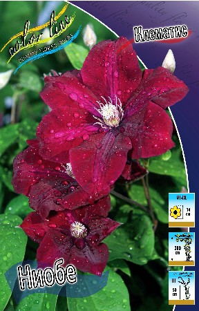 Clematis Niobe 462 .  5 .jpg