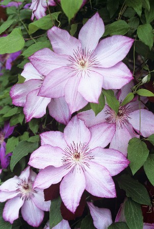 Clematis Omoshiro 709,8.  5 .jpg