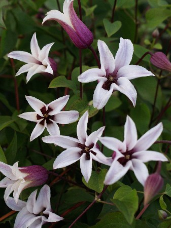 Clematis Princess Kate 1134,8 .  5 .jpg