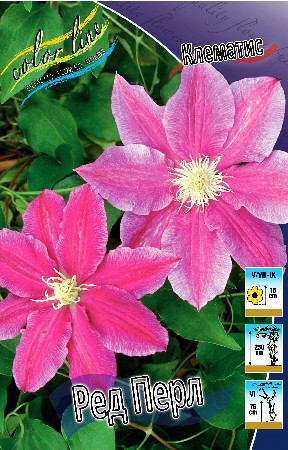 Clematis Red Pearl 547,10 .  5 .jpg