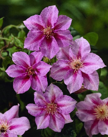 Clematis Sealand Gem 436,5 .  5 .jpg