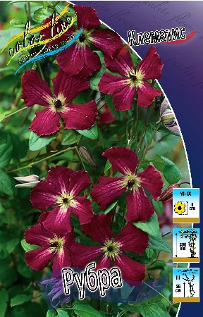 Clematis Rubra 497,3.  5 .jpg