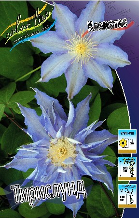 Clematis Thyrislund 547,10 .  5 .jpg