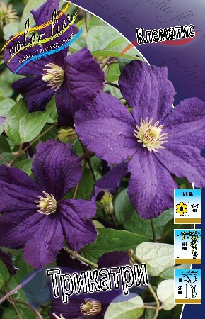 Clematis Trikatrei 547,10 .  5 .jpg