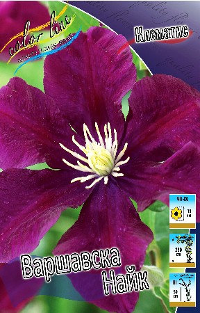 Clematis Warszawska Nike 436,5 .  5 .jpg