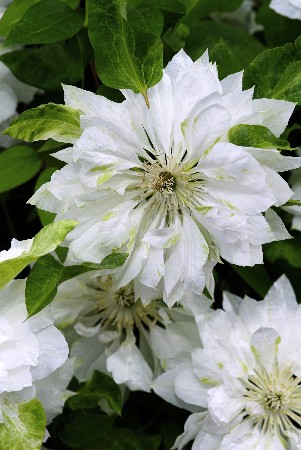 Clematis Yukiokoshi  547,10 .  5 .jpg