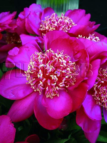 Paeonia-Barrington-Belle.jpg