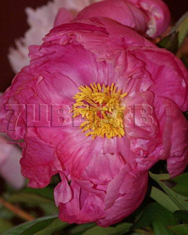 Paeonia-Dr.-Alex-Fleming.jpg