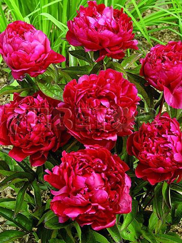 Paeonia-Felix-Crousse.jpg