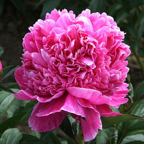 paeonia-lactiflora-pink-2.jpg