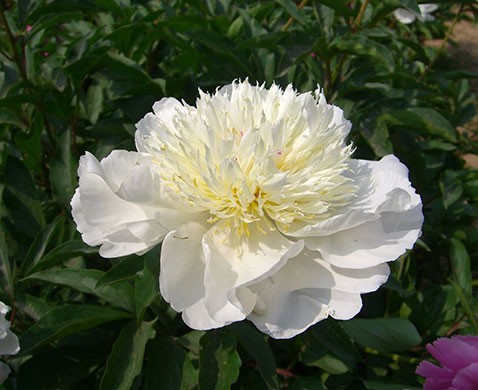 paeonia-lactiflora-white-2.jpg