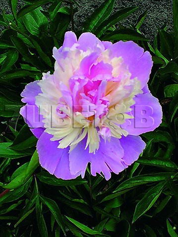 Paeonia-Mme-Emile-Debatene.jpg