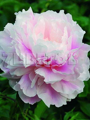 Paeonia-Morning-Kiss.jpg