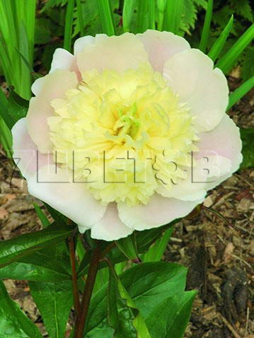 Paeonia-Primevere.jpg