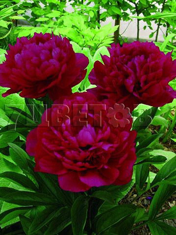 Paeonia-Red-Magic.jpg