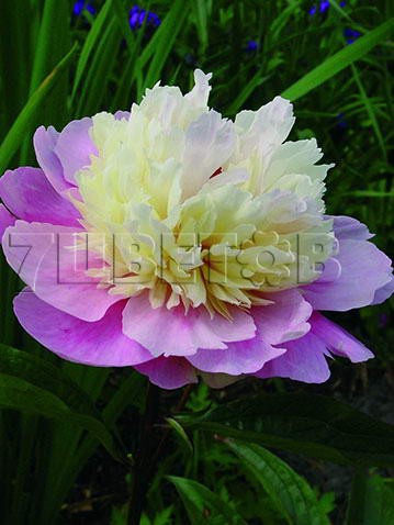 Paeonia-Sorbet.jpg