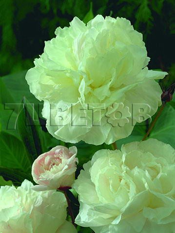 Paeonia-Shirley-Temple.jpg