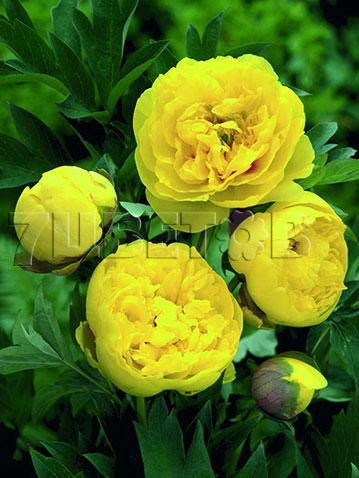 Paeonia-Yellow-Crown.jpg