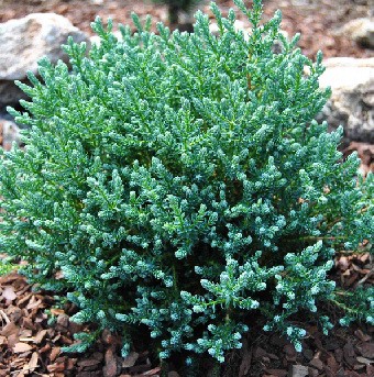 64,4.  Chamaecyparis thyoides Blue Rock.JPG