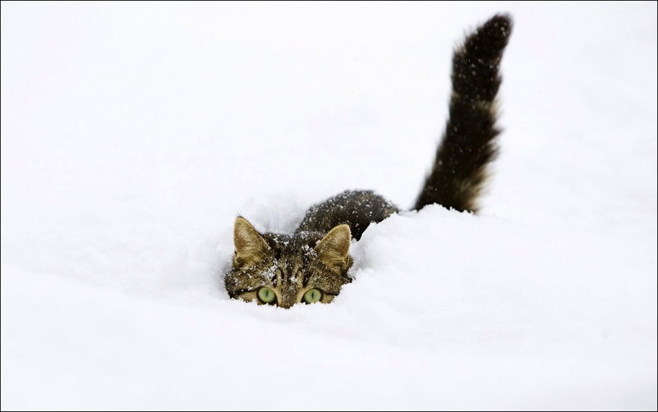 cat-in-snow-029.jpg