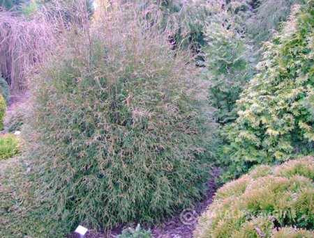 76.  Thuja occidentalis Ohlendorffii.jpg