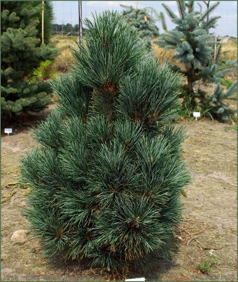 Pinus cembra Glauca-464,70