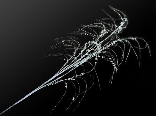 TLN1337        100   337