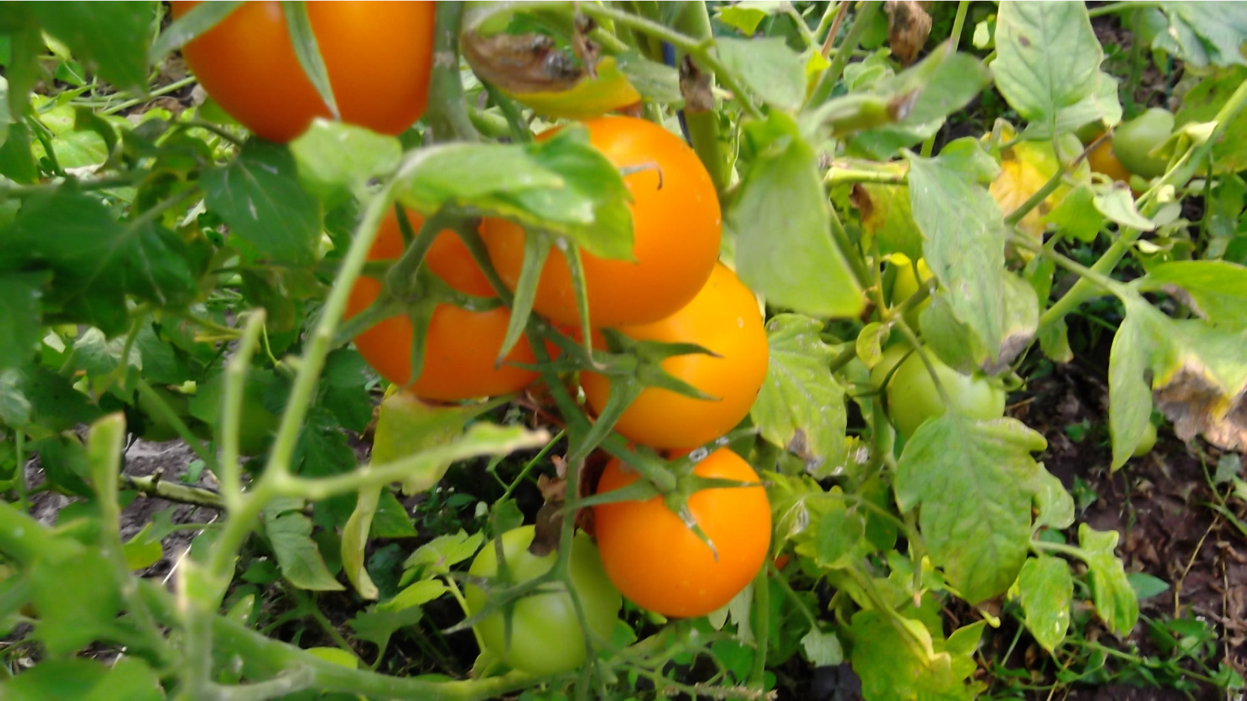 DSCF5877.JPG