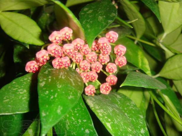 Hoya gracilis-   ....