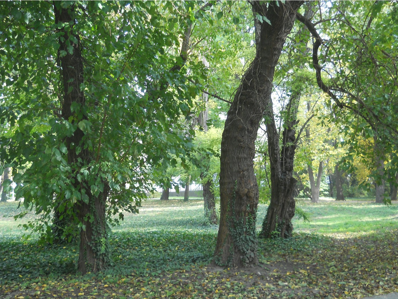 DSCN4595.JPG