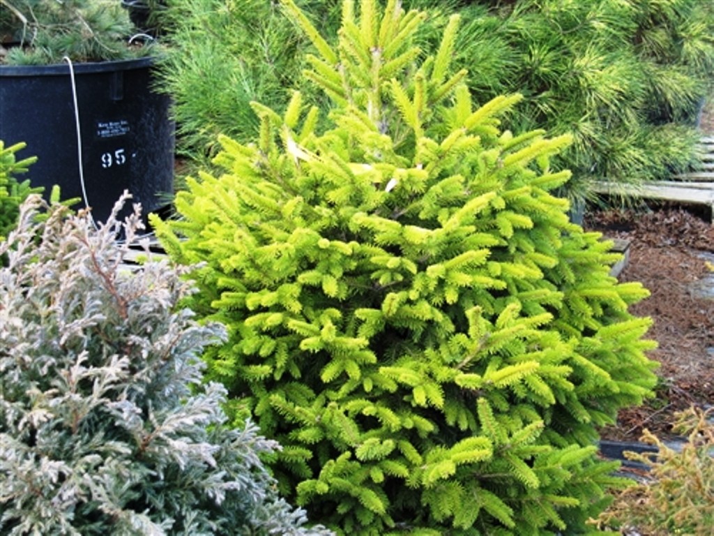 Picea abies Mountain Dew.jpg