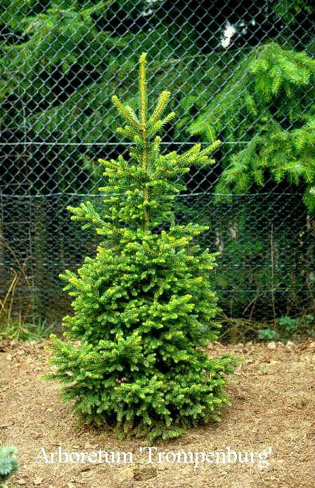 Picea abies Wills Zwerg.jpg