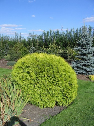 Thuja occidentalis Golden Globe.jpg