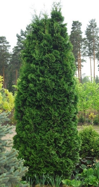 Thuja occidentalis Holmstrup.jpg