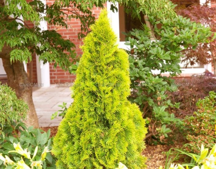 Thuja occidentalis Golden Smaragd.jpg