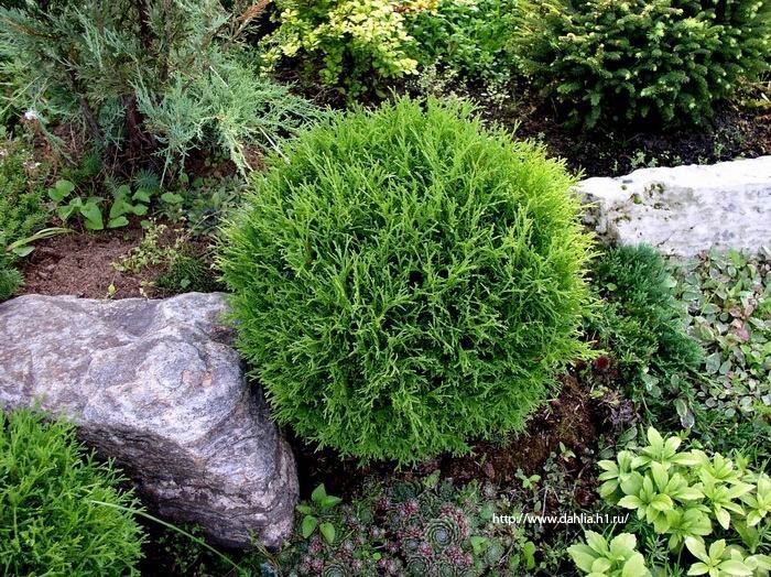 Thuja occidentalis Tiny Tim.jpg