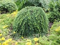  canadensis Pendula.jpg