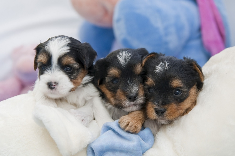 biewer-yorkshire-terrier-6d51d4bc-c6ce-4fb0-b99f-9a3667be146f.jpg