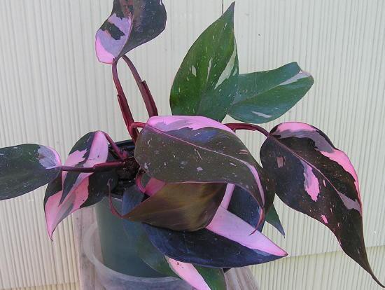  Philodendron Pink Queen -    ....