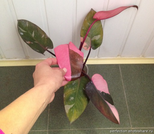  Philodendron Pink Queen -    ....